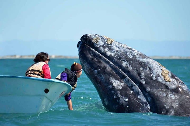 San Ignacio Lagoon Gray Whale Watching: Up-Close Encounters & Desert Glamping photo 5