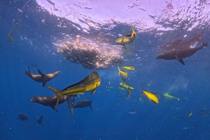 Watching the Sardine Run off La Paz: Ocean Safari & Snorkel with Predators
