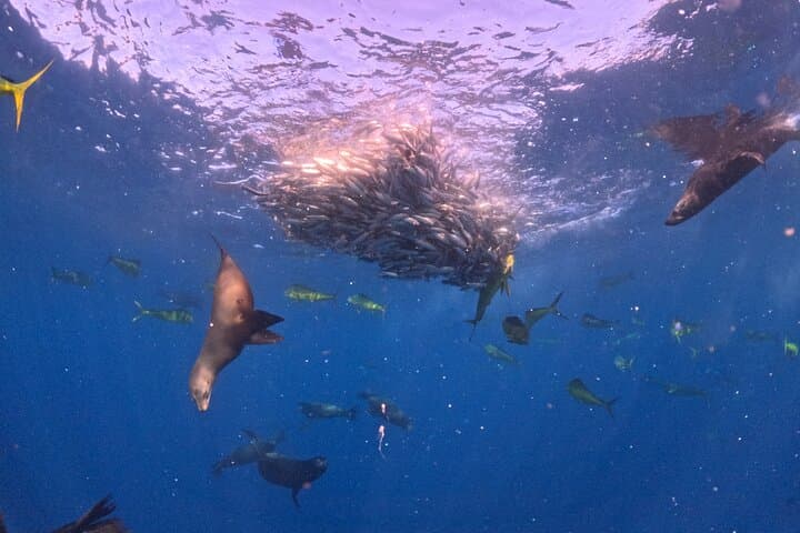 Watching the Sardine Run off La Paz: Ocean Safari & Snorkel with Predators photo 2