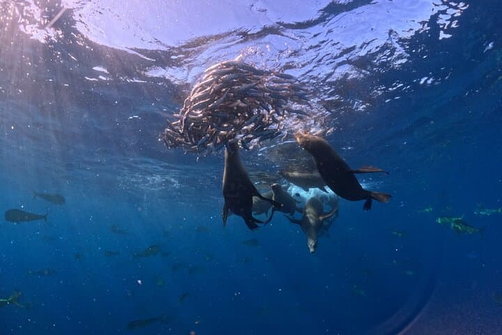 Watching the Sardine Run off La Paz: Ocean Safari & Snorkel with Predators photo 3