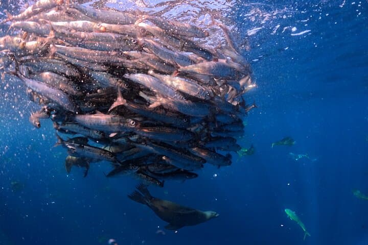 Watching the Sardine Run off La Paz: Ocean Safari & Snorkel with Predators photo 4