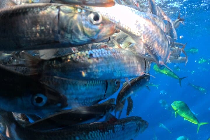 Watching the Sardine Run off La Paz: Ocean Safari & Snorkel with Predators photo 5