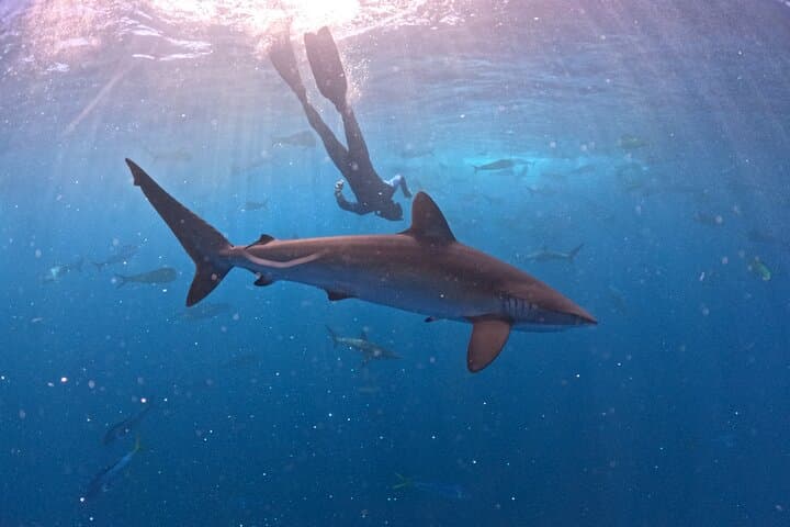 Watching the Sardine Run off La Paz: Ocean Safari & Snorkel with Predators photo 6