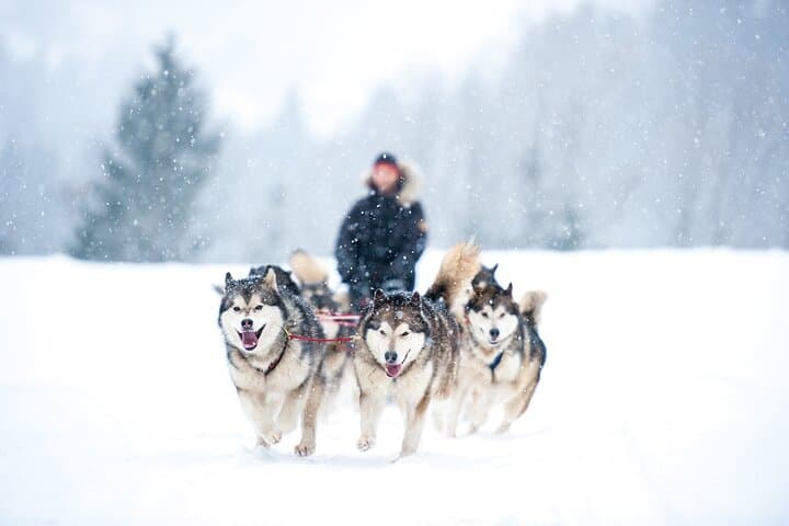 Husky Safari at the Arctic Circle: 2 km Kennel Ride & Guided Tour in Rovaniemi photo 1
