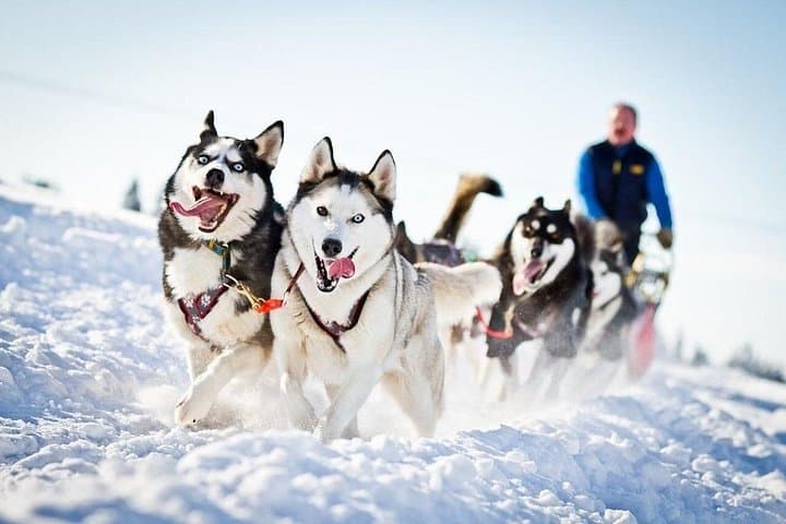 Husky Safari at the Arctic Circle: 2 km Kennel Ride & Guided Tour in Rovaniemi photo 2