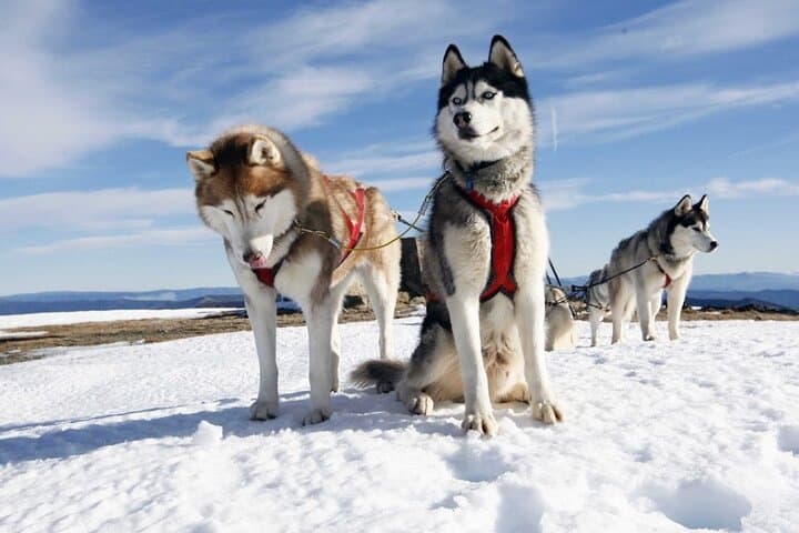 Husky Safari at the Arctic Circle: 2 km Kennel Ride & Guided Tour in Rovaniemi photo 3