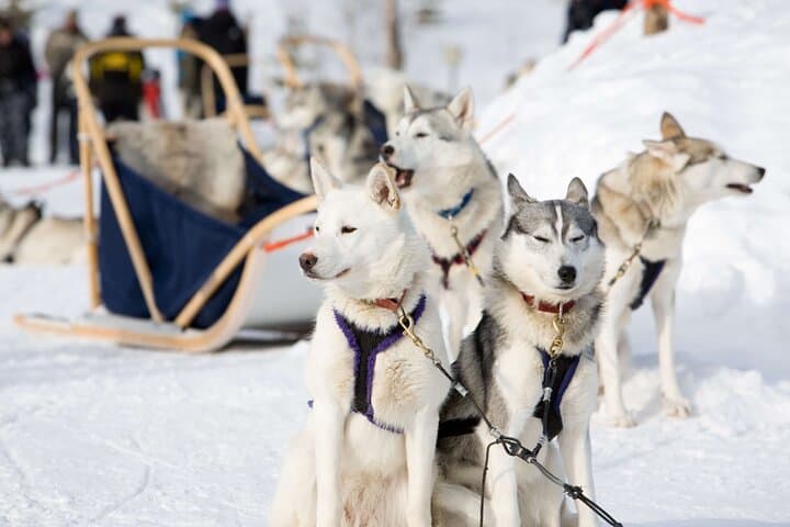 Husky Safari at the Arctic Circle: 2 km Kennel Ride & Guided Tour in Rovaniemi photo 4