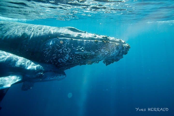 Cabo San Lucas Whale-Watching Adventure: Humpback Encounters & Hydrophone Tours photo 2