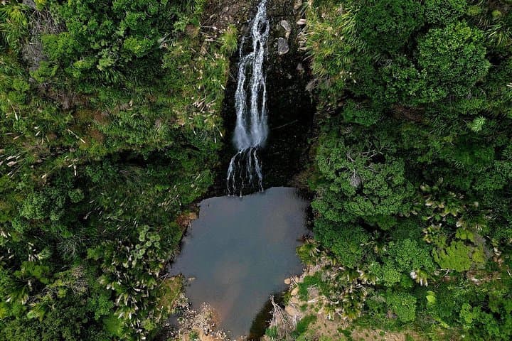 Auckland West Coast Rainforest and Black-Sand Beaches Private Day Tour photo 3