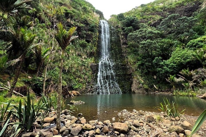 Auckland West Coast Rainforest and Black-Sand Beaches Private Day Tour photo 4