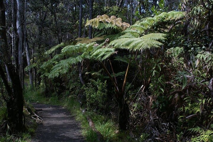Hilo Volcano and Waterfall Discovery Tour: Kīlauea Views, Rainforest Walks & Local Flavors photo 4