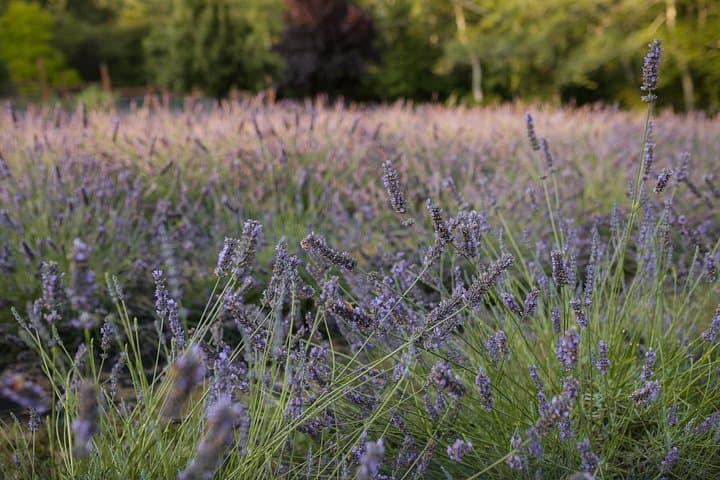 U-Pick Lavender at Bluetree Farm Bainbridge Island — Harvest, Walk & Lemonade photo 3