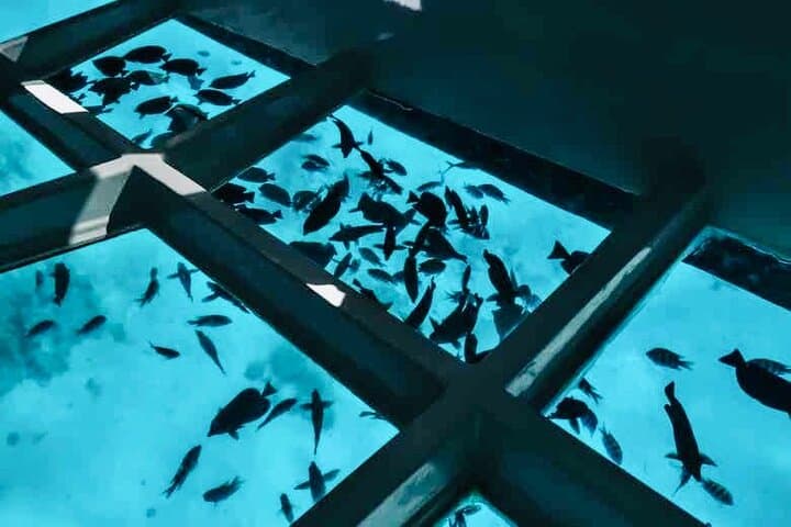 Punta Cana Glass-Bottom Boat & Snorkel Tour with Open Bar photo 5