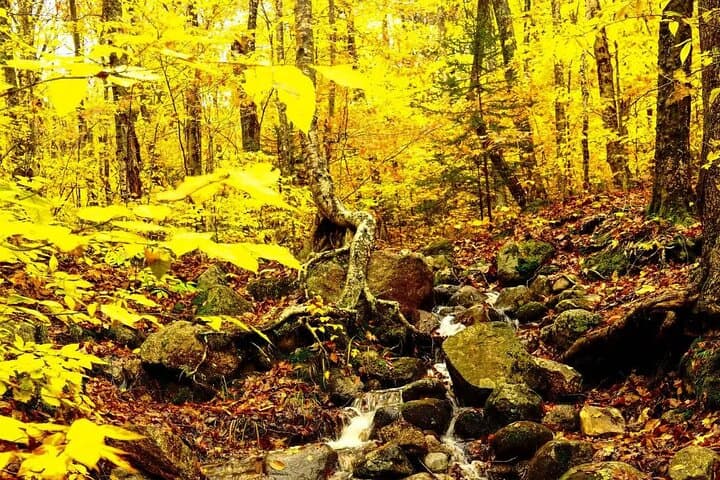 White Mountains Day Trip from Boston: Lost River Gorge, Flume Gorge & Kancamagus Drive photo 4