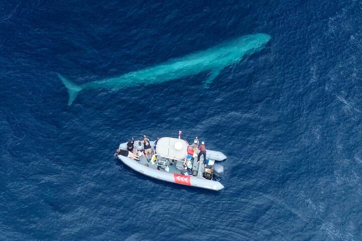 Private Whale Watching in San Diego on a Premium Zodiac from Seaforth Marina