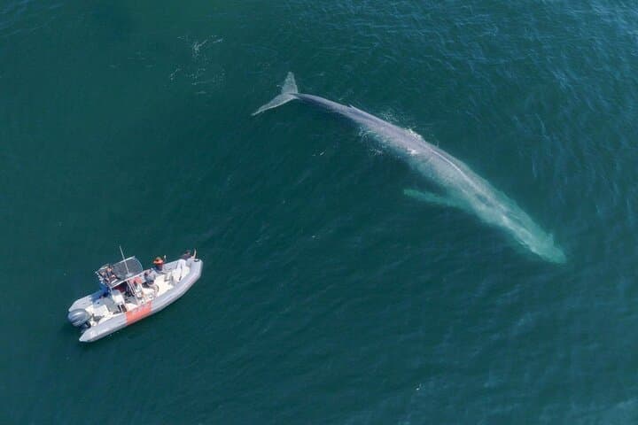 Private Whale Watching in San Diego on a Premium Zodiac from Seaforth Marina photo 4