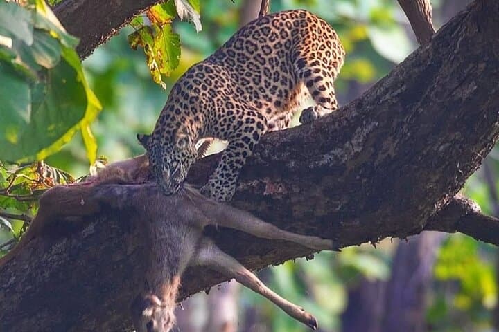 Ranipur Leopard Safari — Open-Jeep Wildlife Experience near Haridwar