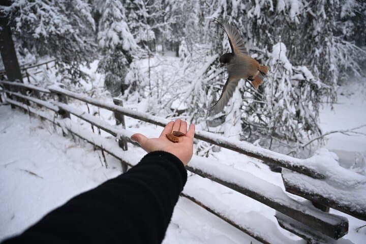 Korouoma Frozen Waterfalls Hike from Rovaniemi — Winter Canyon & Campfire Lunch photo 3