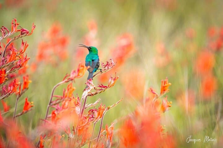 Chasing African Light: Northern Cape Photography Tour from Cape Town photo 3