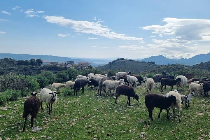 Apokoronas Hidden Roads Van Tour: Cretan Villages, Views & Cheese-Making photo 3