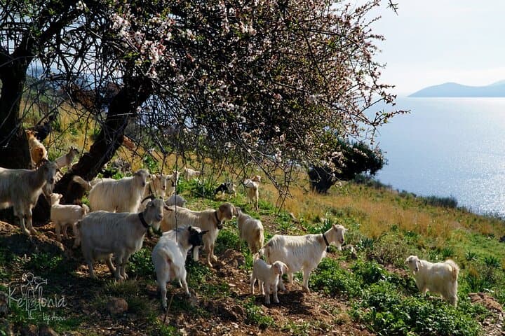 Kefalonia 4x4 Adventure: Mount Ainos Black Pine Forest & Village Lunch photo 6