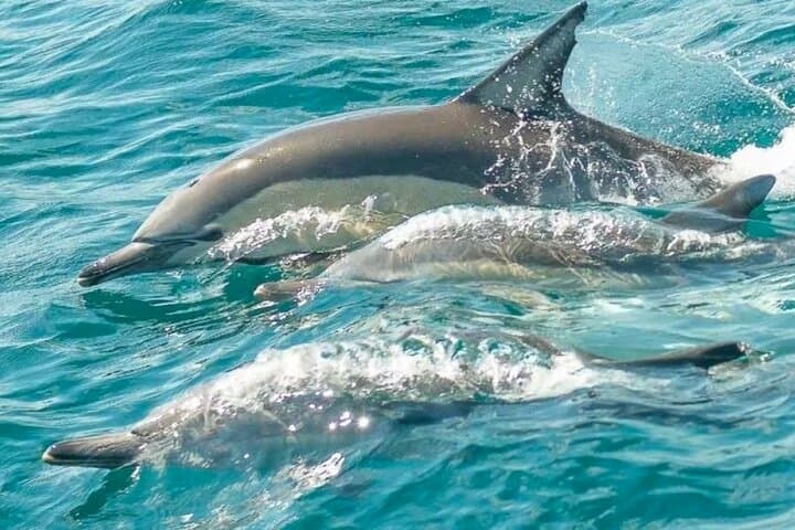 Muscat Dolphin-Watching Cruise from Marina Bandar Al Rowdha photo 4