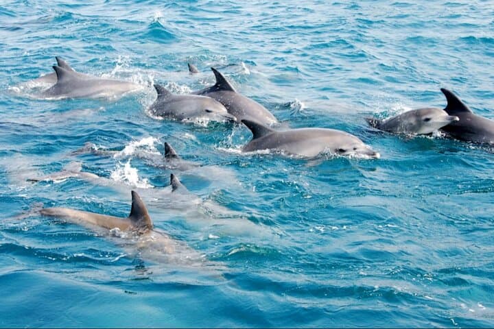 Muscat Dolphin-Watching Cruise from Marina Bandar Al Rowdha photo 5