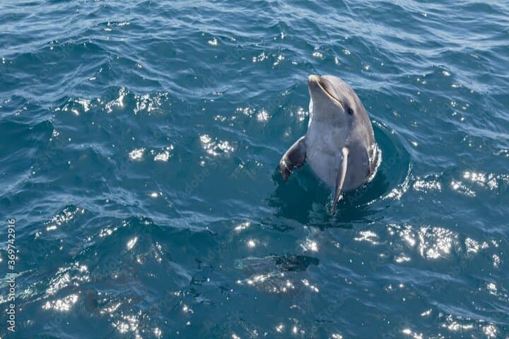 Muscat Dolphin-Watching Cruise from Marina Bandar Al Rowdha photo 6