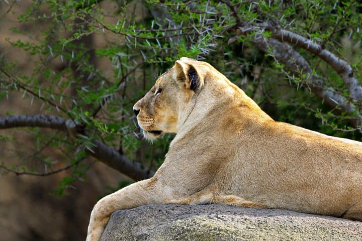 5-Day Private Big Five Safari: Tarangire, Serengeti & Ngorongoro photo 1