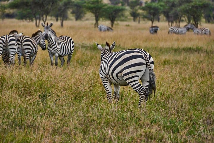 5-Day Private Big Five Safari: Tarangire, Serengeti & Ngorongoro photo 4