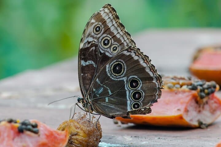Sámara Nature Trail and Butterfly Garden Hike — Tropical Wildlife Walk (3 hours) photo 3