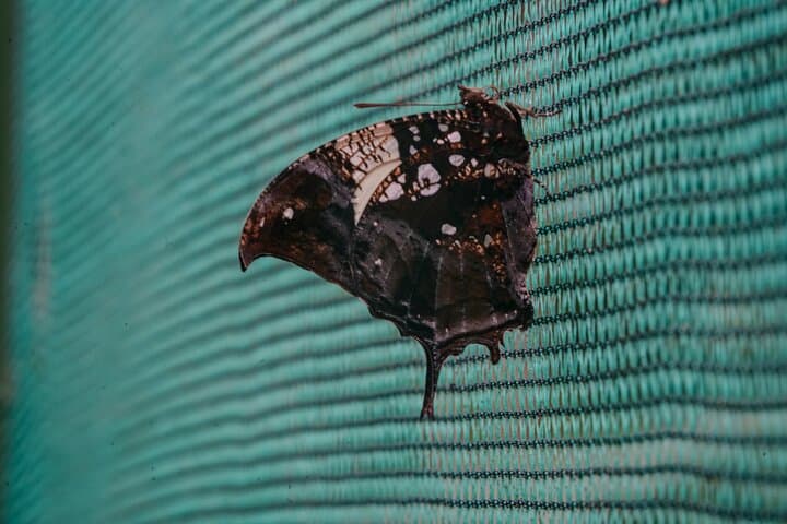 Sámara Nature Trail and Butterfly Garden Hike — Tropical Wildlife Walk (3 hours) photo 4