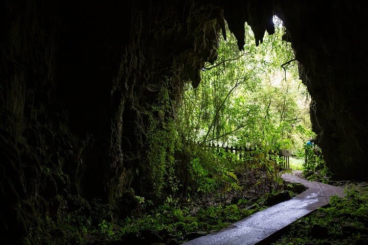 Auckland to Waitomo & Rotorua: Private Glowworm and Geothermal Day Tour photo 5