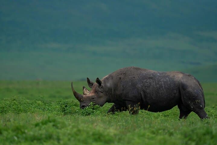 Big Five Safari in Ngorongoro Crater: Full-Day Tour from Arusha photo 1
