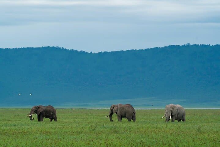 Big Five Safari in Ngorongoro Crater: Full-Day Tour from Arusha photo 4