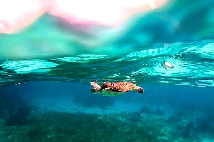 San Pedro Snorkel: 1.5-Hour Great Barrier Reef Tour from Ambergris Caye photo 2