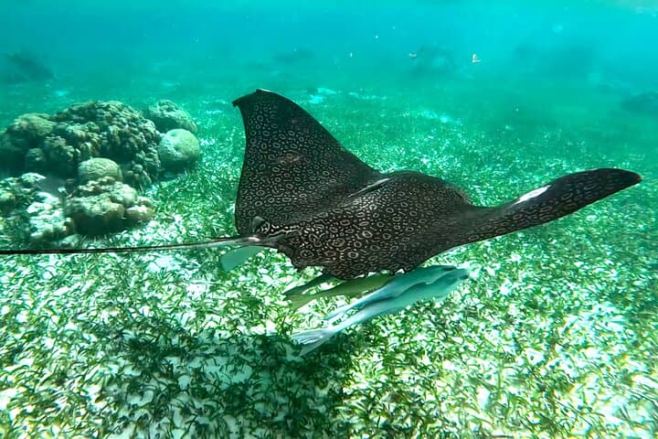 San Pedro Snorkel: 1.5-Hour Great Barrier Reef Tour from Ambergris Caye photo 3