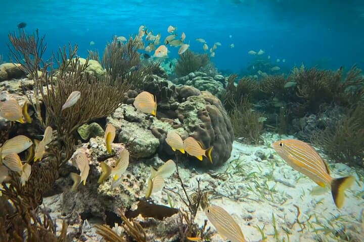 San Pedro Snorkel: 1.5-Hour Great Barrier Reef Tour from Ambergris Caye photo 4