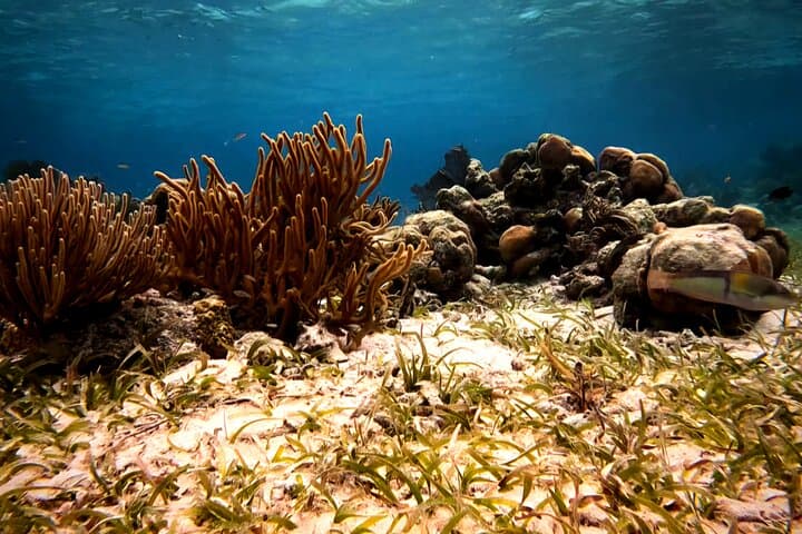 San Pedro Snorkel: 1.5-Hour Great Barrier Reef Tour from Ambergris Caye photo 5