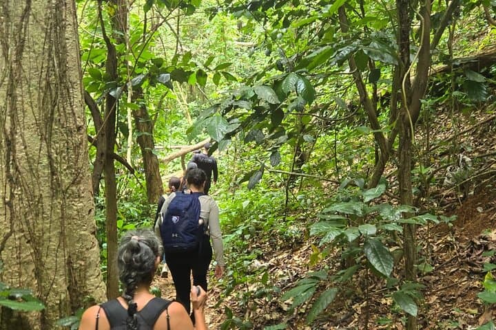 Charco Prieto Waterfall Hike — Bayamón's Rugged Forest Trail for Experienced Hikers photo 2