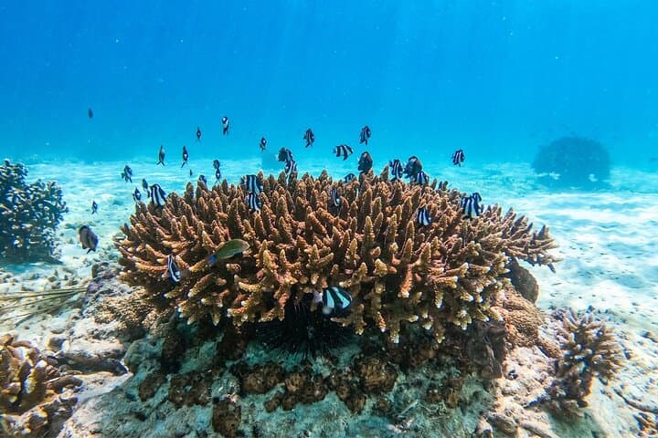 Mnemba Atoll Catamaran Snorkel Cruise from Kendwa Beach photo 3