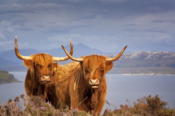 Private Aberdeenshire Shore Excursion: Custom Day Tour to Castles, Coast & Villages