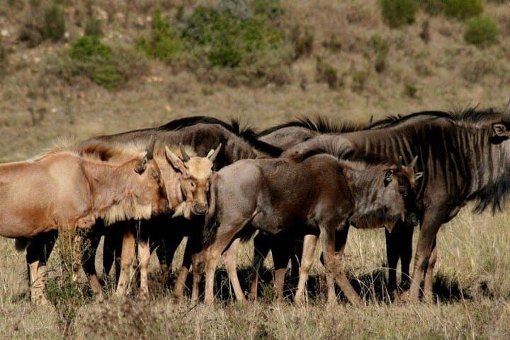 3-Day Kruger Safari & Panorama Route: Big Five Game Drives and Blyde River Views photo 4