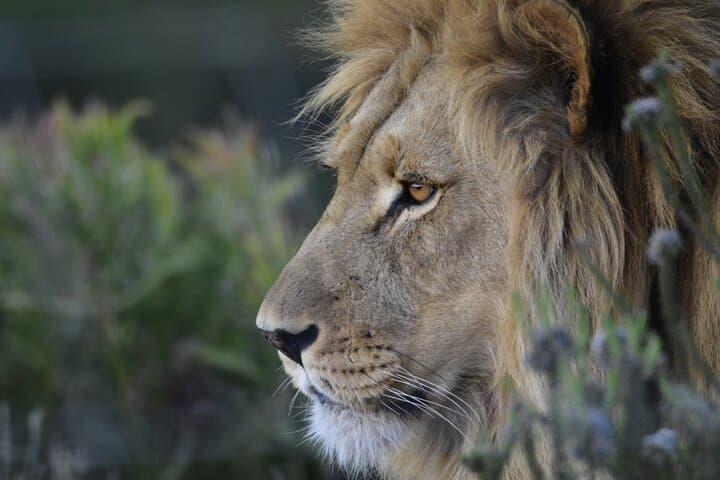 3-Day Kruger Safari & Panorama Route: Big Five Game Drives and Blyde River Views photo 5