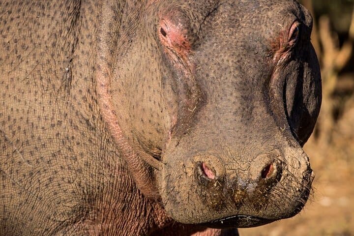 3-Day Kruger Safari & Panorama Route: Big Five Game Drives and Blyde River Views photo 6