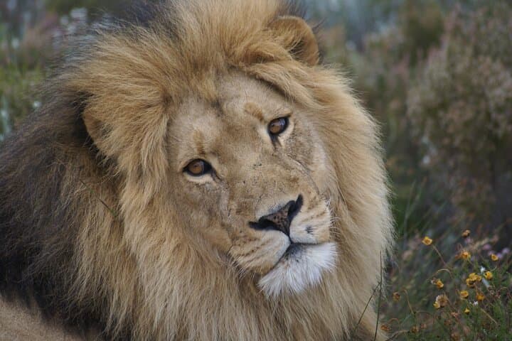 3-Day Kruger Safari & Panorama Route: Big Five Game Drives and Blyde River Views photo 2