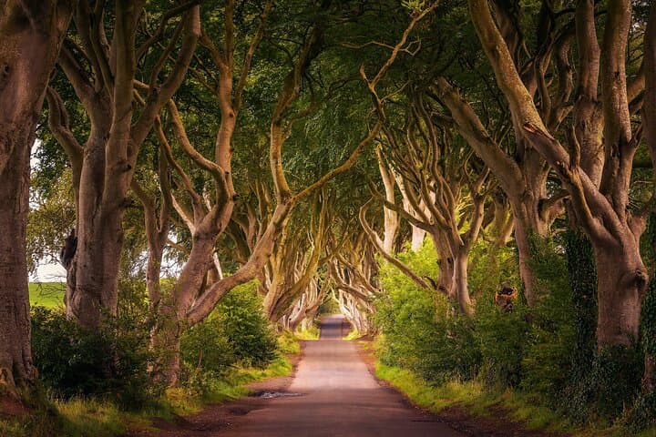 Private Shore Tour: Giant's Causeway & Causeway Coast Highlights photo 5