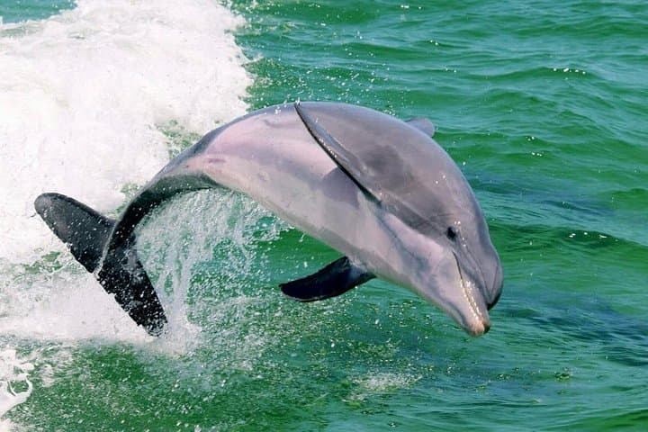 Destin Dolphin & Sunset Cruise: 1.5-Hour Gulf Wildlife Cruise photo 1