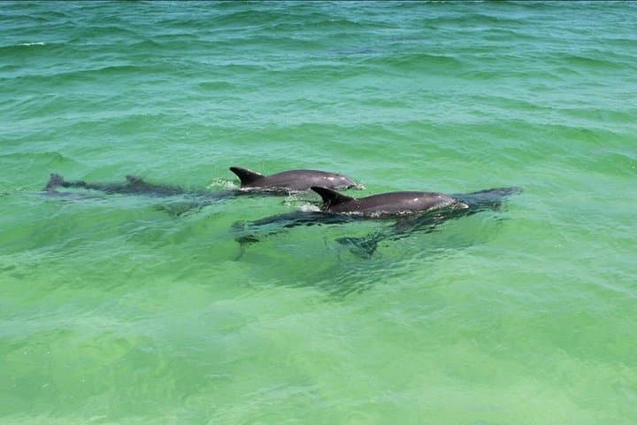 Destin Dolphin & Sunset Cruise: 1.5-Hour Gulf Wildlife Cruise photo 4