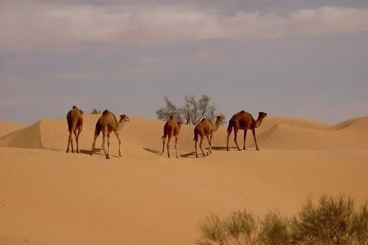 8-Day-Tunisia-Desert-to-Mediterranean-History-and-Oasis-Tour photo 5